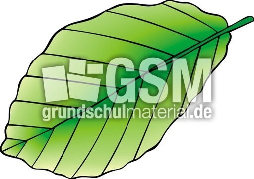 Buche Blatt Sommer.tif